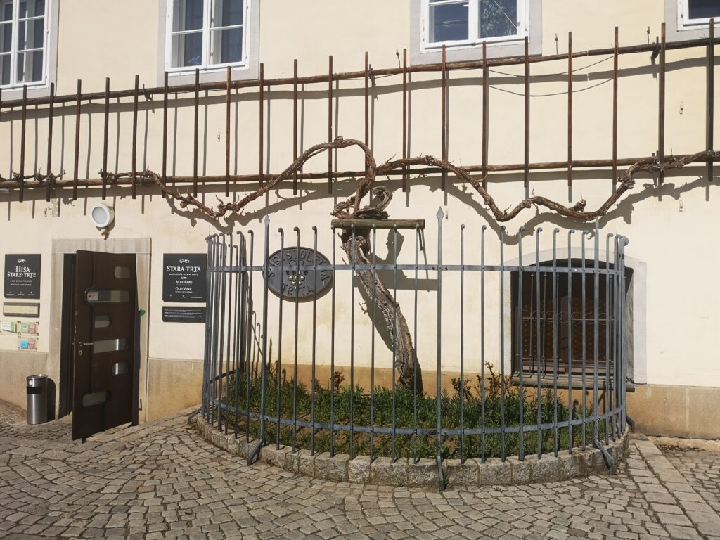A thin tree forked at the top with long vines going left and right. The oldest producing grape vine in the world, still produces Slovenian wine.